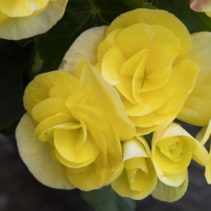 Begónia plnokvetá žltá - Begonia Pendula maxima - predaj cibuľovín - 2 ks