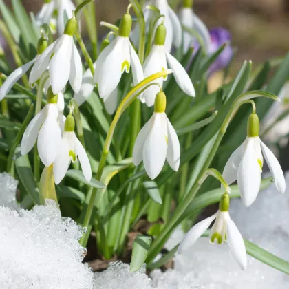 Snežienka Woronova - Galanthus woroni - predaj cibuľovín - 3 ks