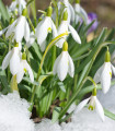 Snežienka Woronova - Galanthus woroni - predaj cibuľovín - 3 ks