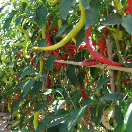 Paprika Beros Kozí roh - Capsicum annuum - semiačka - 15 ks