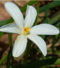 Scilla biela - Scilla siberica alba - predaj cibuľovín - 3 ks