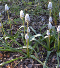 Modrica biela White magic - Muscari aucheri - predaj cibuľovín - 5 ks