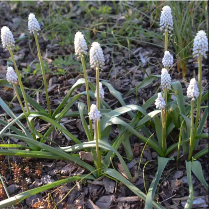 Modrica biela White magic - Muscari aucheri - predaj cibuľovín - 5 ks