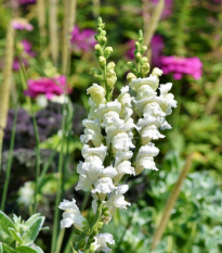 Papuľka väčšia biela - Antirrhinum majus - predaj semien - 35 ks