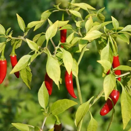 Paprika koreninová Vulkan - Capsicum annuum - semiačka - 10 ks