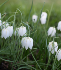 Korunkovka biela - Fritillaria meleagris - predaj cibuľovín - 3 ks