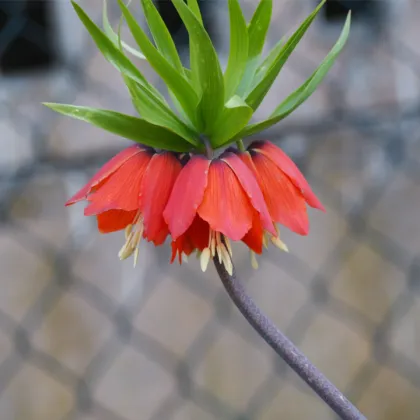 Korunkovka kráľovská červená - Fritillaria imperialis rubra - predaj cibuľovín- 1 ks