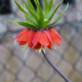 Korunkovka kráľovská červená - Fritillaria imperialis rubra - predaj cibuľovín- 1 ks