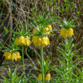 Korunkovka kráľovská Lutea - Fritillaria Imperialis Lutea Maxima - predaj cibuľovín - 1 ks