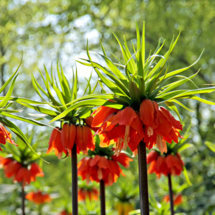 Korunkovka kráľovská William Rex - Fritillaria Imperialis - predaj cibuľovín - 1 ks