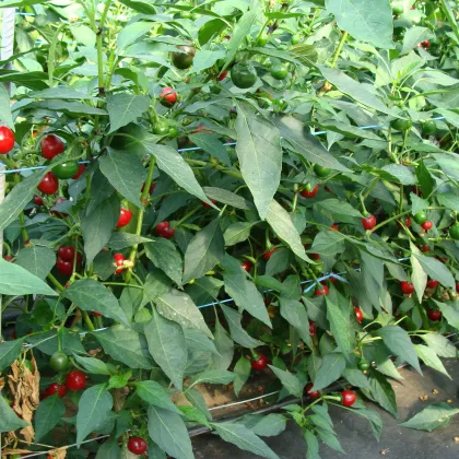 Paprika Koral - Capsicum annuum - Semiačka - 40 ks