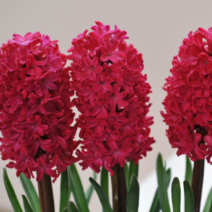 Hyacint Red Glory - Hyacinthus - predaj cibuľovín - 1 ks