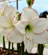 Zornica Picotee - Hippeastrum - predaj cibuľovín - 1 ks