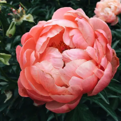 Pivonka Coral Sunset - Paeonia lactiflora - predaj cibuľovín - 1 ks