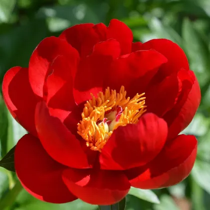 Pivonka Patio Moscow - Paeonia lactiflora - predaj cibuľovín - 1 ks