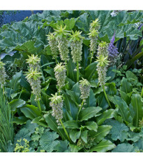 Chocholka - Eucomis bicolor - predaj cibuľovín - 1 ks