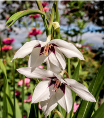 Acidanthera - Acidanthera murieale - predaj cibuľovín - 4 ks