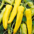 Paprika Sladký banán - Capsicum annuum - semiačka - 9 ks