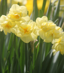 Narcis Cheerfulness - Narcissus - predaj cibuľovín - 3 ks