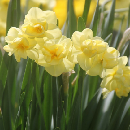 Narcis Cheerfulness - Narcissus - predaj cibuľovín - 3 ks