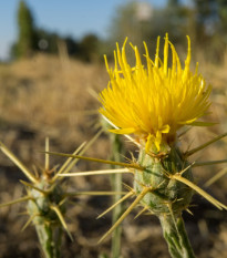 Nevädza lúčna žltá - Centaurea cyanus - predaj semien - 50 ks