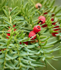 Tis červený - Taxus baccata - predaj semien - 5 ks