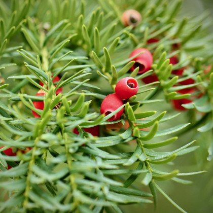 Tis červený - Taxus baccata - predaj semien - 5 ks