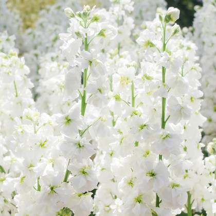 Fiala letná biela - Matthiola incana - predaj semien - 60 ks