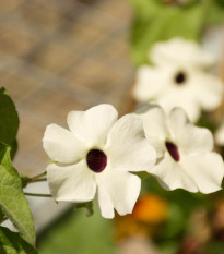 Thunbergia krídlatá biela - Thunbergia alata - predaj semien - 15 ks