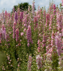 Stračonôžka ružová - Delphinium solida - predaj semien - 100 ks