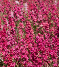 Stračonôžka Carmine King - Delphinium imperialis - predaj semien - 100 ks