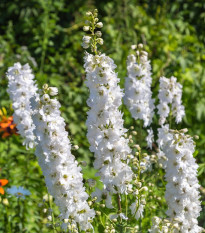 Stračonôžka biela - Delphinium solida - predaj semien - 100 ks