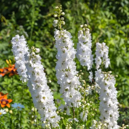 Stračonôžka biela - Delphinium solida - predaj semien - 100 ks