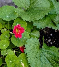 Kapucínka nízka Tip Top Rose - Tropaeolum minus - predaj semien - 10 ks