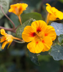 Kapucínka väčšia Alaska Ladybird - Tropaeolum majus - predaj semien - 10 ks