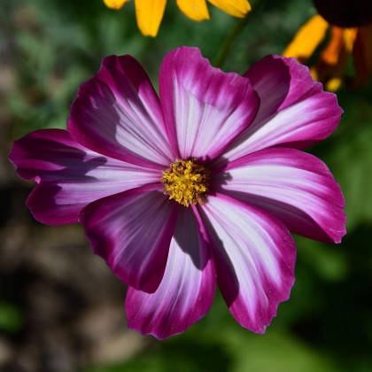 Krasuľka perovitá Fizzy Rose - Cosmos bipinnatus - predaj semien - 80 ks