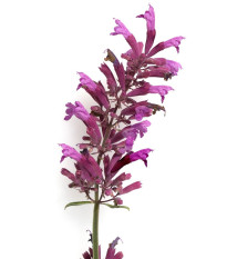 Agastache vresová kráľovná - Agastache cana - predaj semien - 30 ks