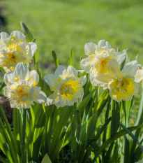 Narcis Ice King - Narcissus - predaj cibuľovín - 3 ks