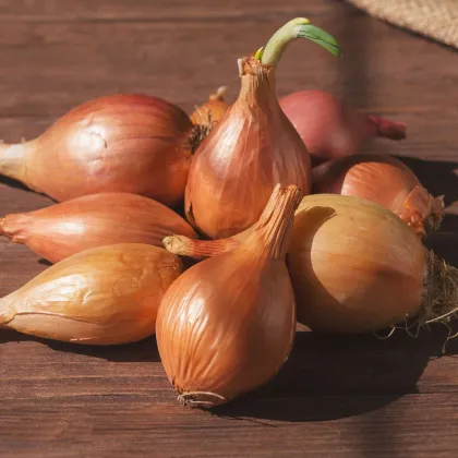 Cibuľa sadzačka ozimná Shakespeare - Allium cepa - predaj cibule - 250 g