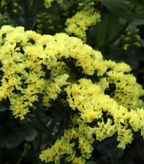 Limonka chobotnatá žltá - Limonium sinuatum - predaj semien - 30 ks