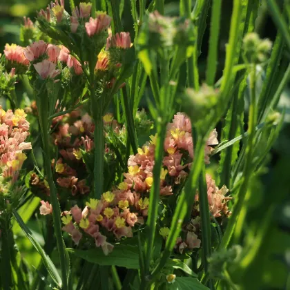 Limonka chobotnatá apricot - Limonium sinuatum - predaj semien - 30 ks