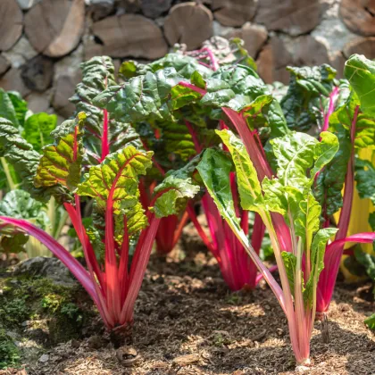 Mangold stopkatý ružový - Beta vulgaris - semiačka - 75 ks