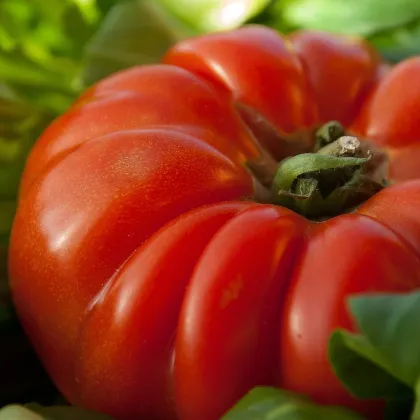 Paradajka Brutus - Solanum lycopersicum - predaj semien - 7 ks