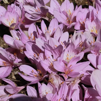 Jesienka obrovská - Colchicum giganteum - predaj cibuľovín - 1 ks