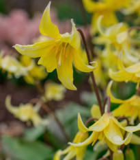 Kandík - Erythronium pagoda - predaj cibuľovín - 3 ks