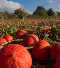 Dyňa Hokkaido Uchiki kuri - Cucurbita maxima - semiačka - 5 ks