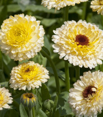 Nechtík lekársky Ivory Princess - Calendula officinalis - predaj semien - 40 ks