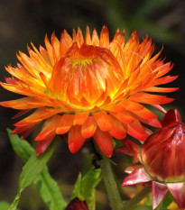 Slamiha listenatá oranžová - Helichrysum bracteatum - predaj semien - 500 ks