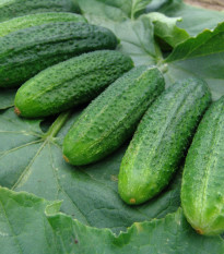 Uhorka partenokarpická Partner - Cucumis sativus - semiačka - 50 ks