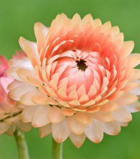 Slamiha listenatá Silvery Rose - Helichrysum bracteatum - predaj semien - 500 ks